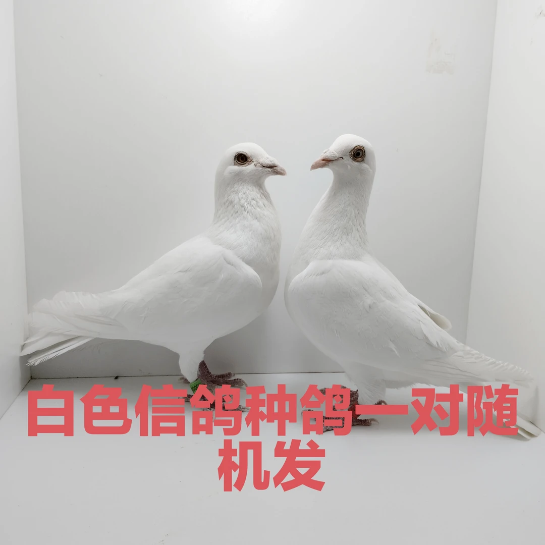 信鸽种鸽白色信鸽种鸽一对随机发