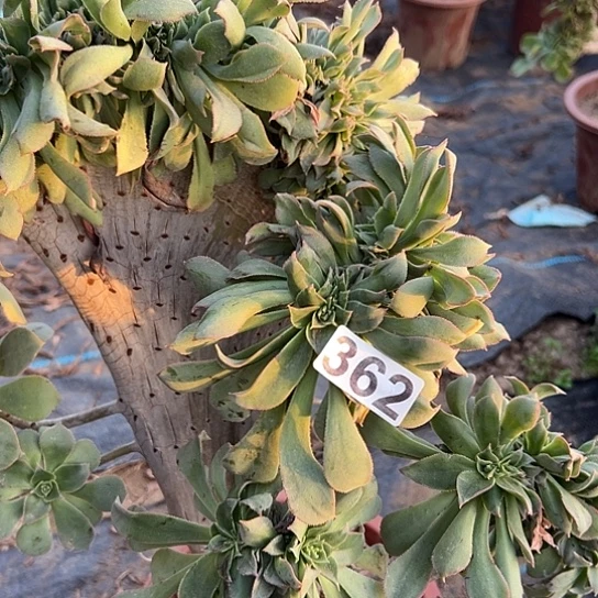 顶***呱多肉植物一个翡翠城