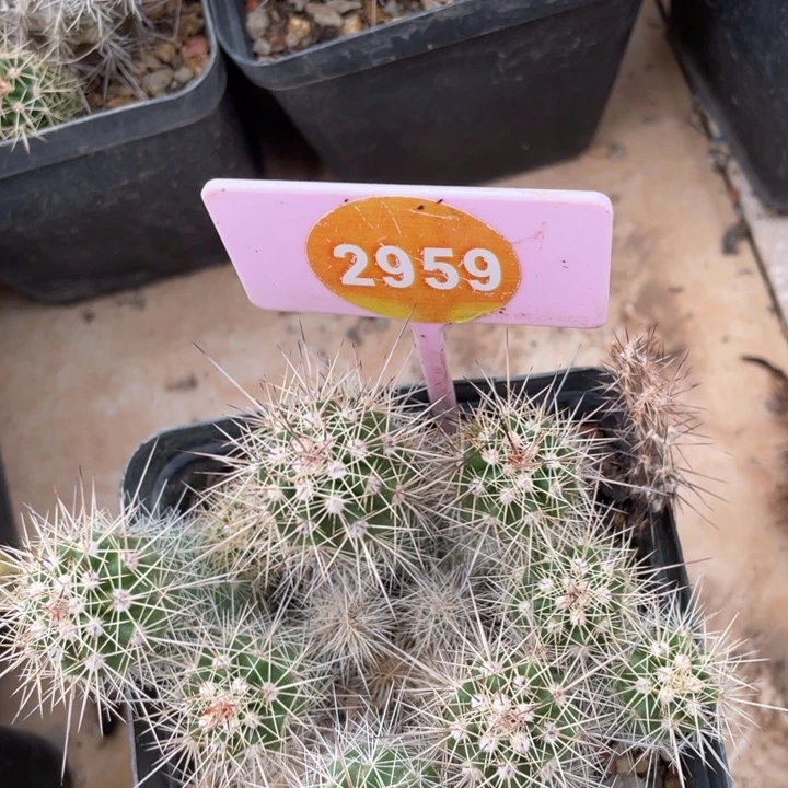 陈***少实生虾群有疤29592959