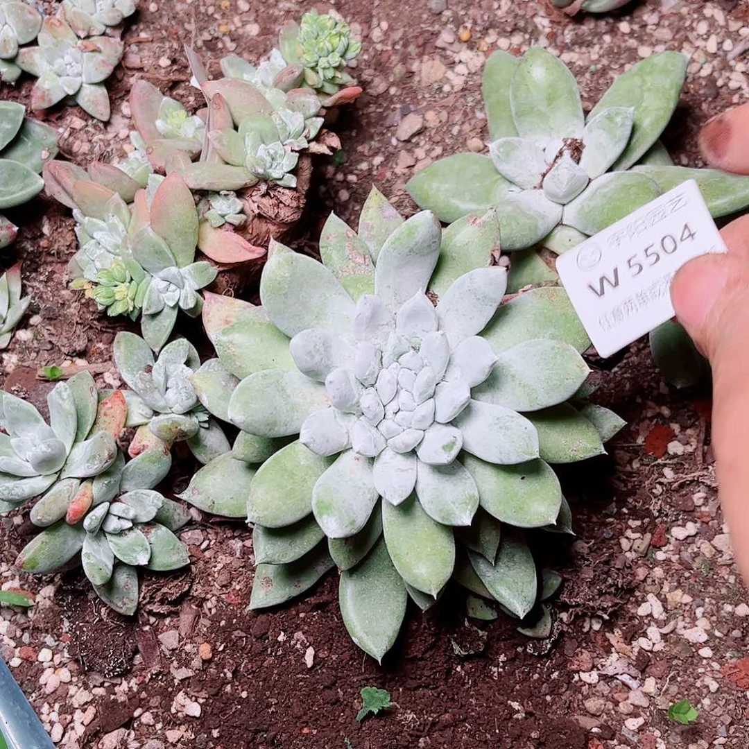 5504苹果拇指多肉