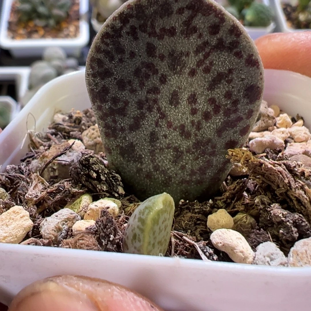 紫斑马蛋水泡多肉植物水泡