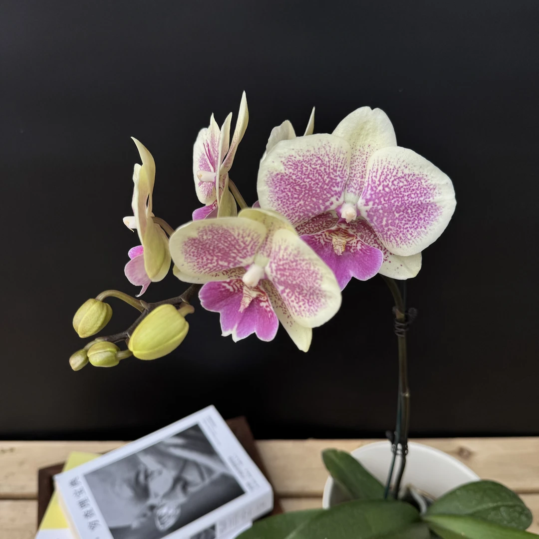 蝴蝶兰【TW512大舌头】（微瑕不售后介意勿拍）