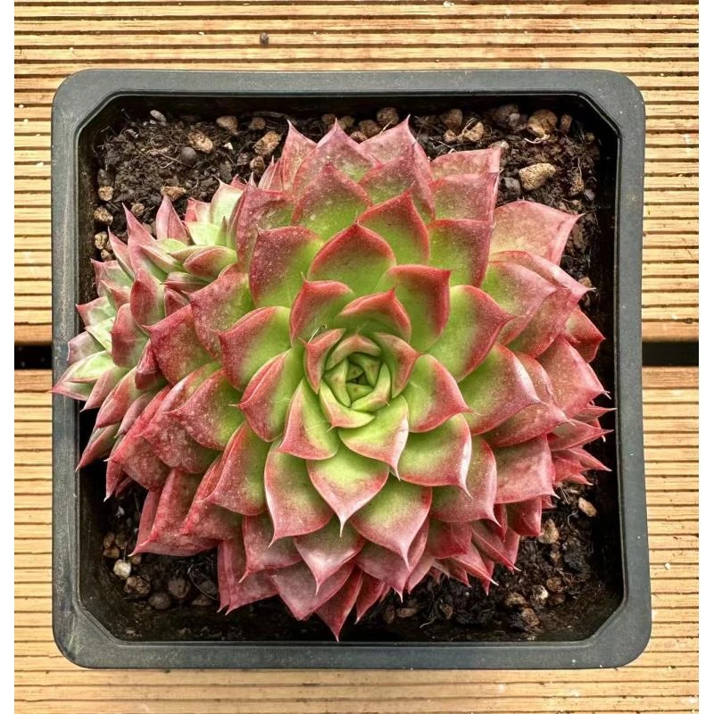 15#万物生单头带崽多肉植物    前男友精品多肉KSM1119