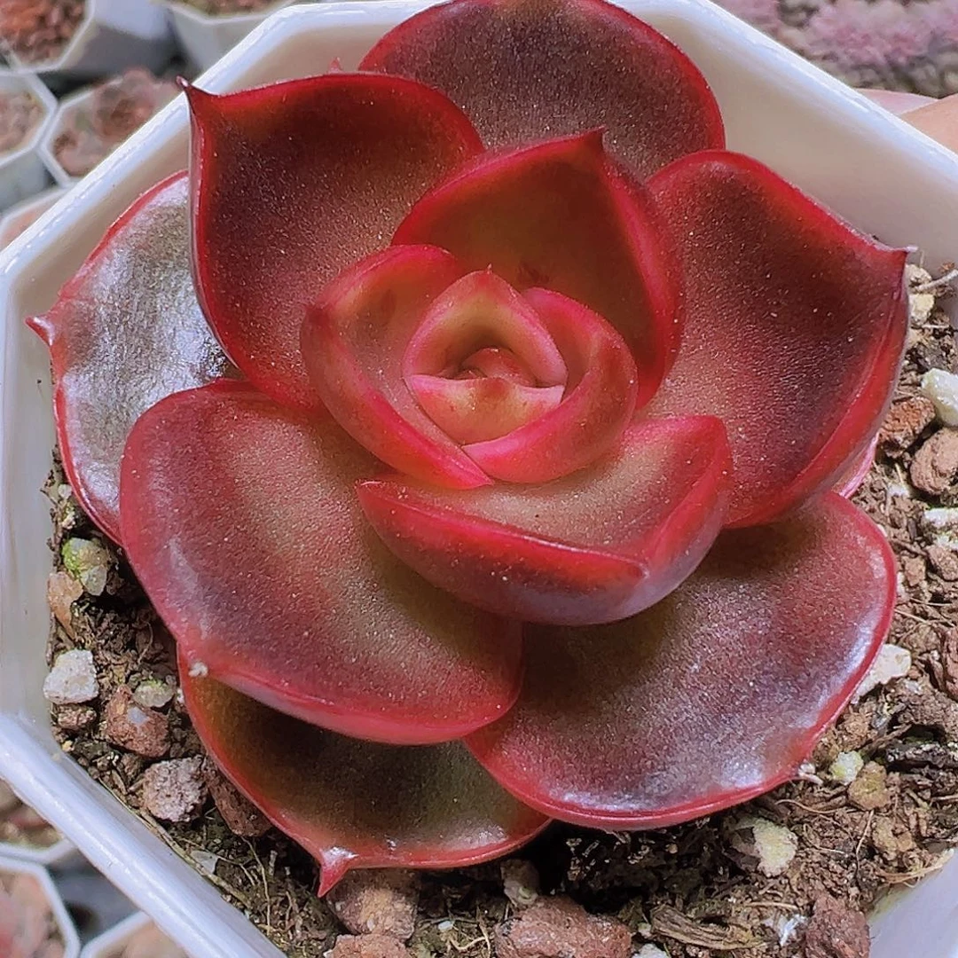 497红灯19包邮多肉植物