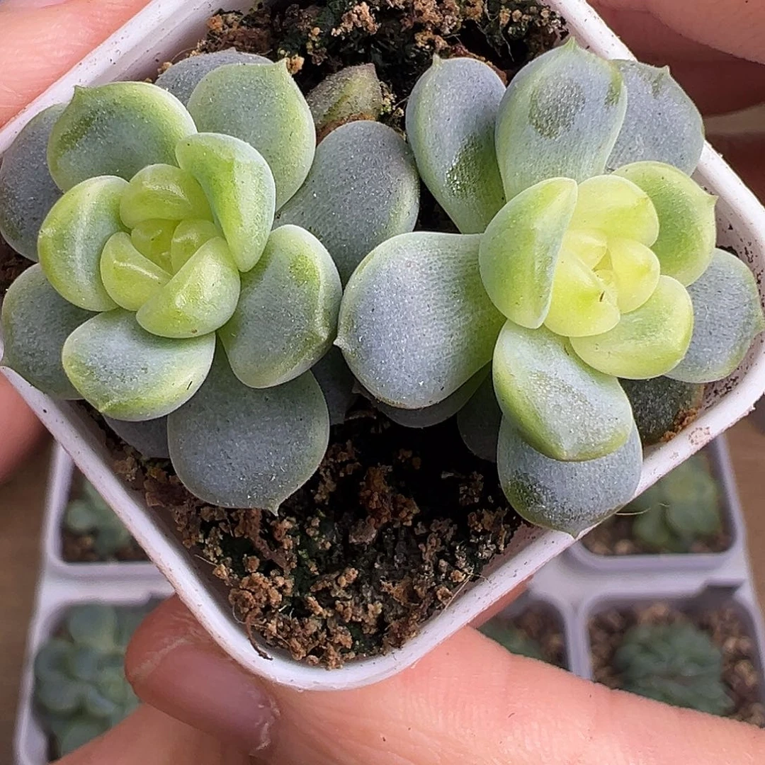 双头P76甜心。