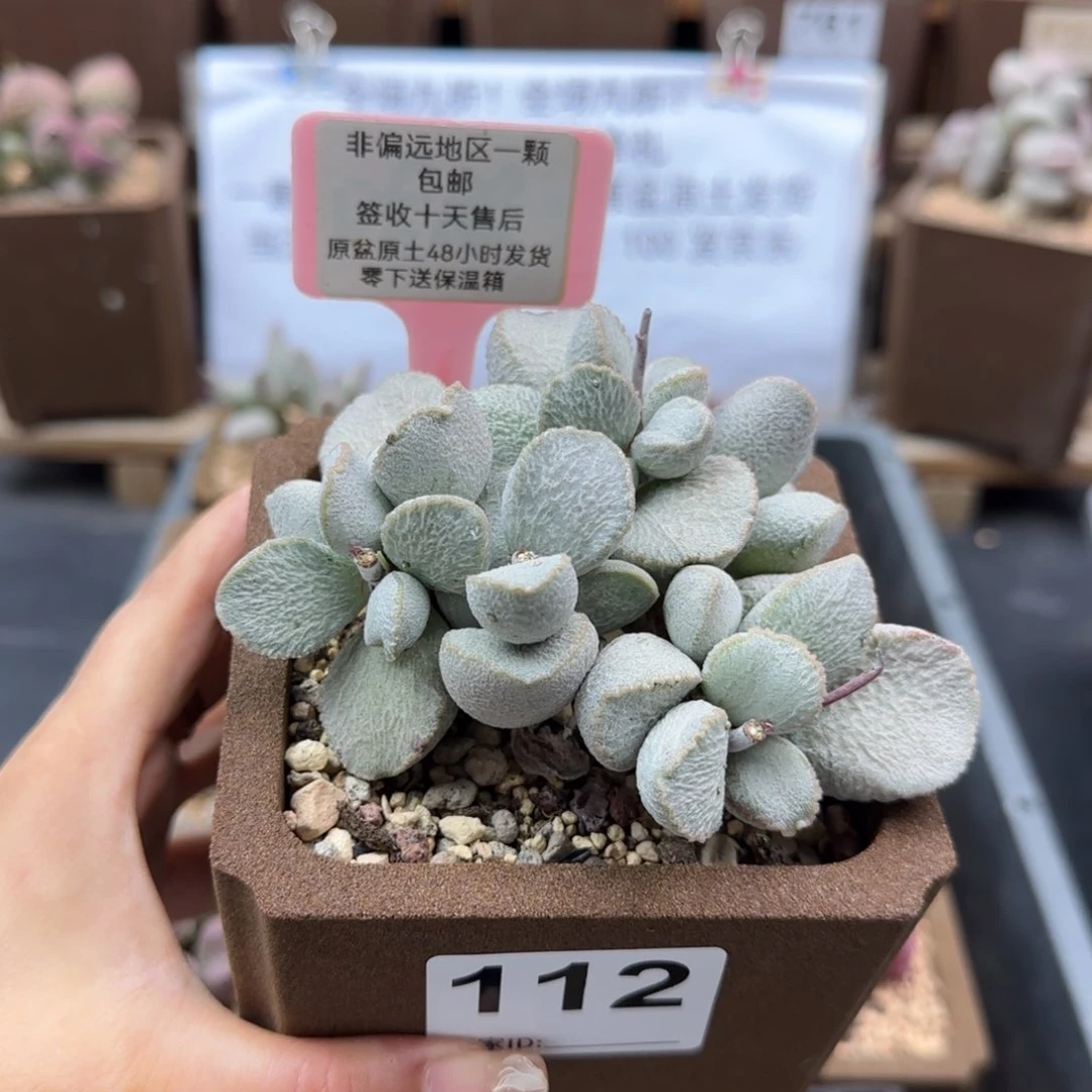 112圣姬多肉植物