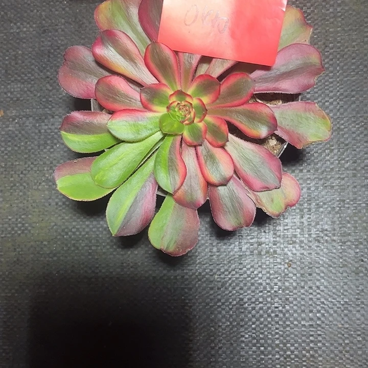 咖***豆初恋花脸多肉植物保护0410