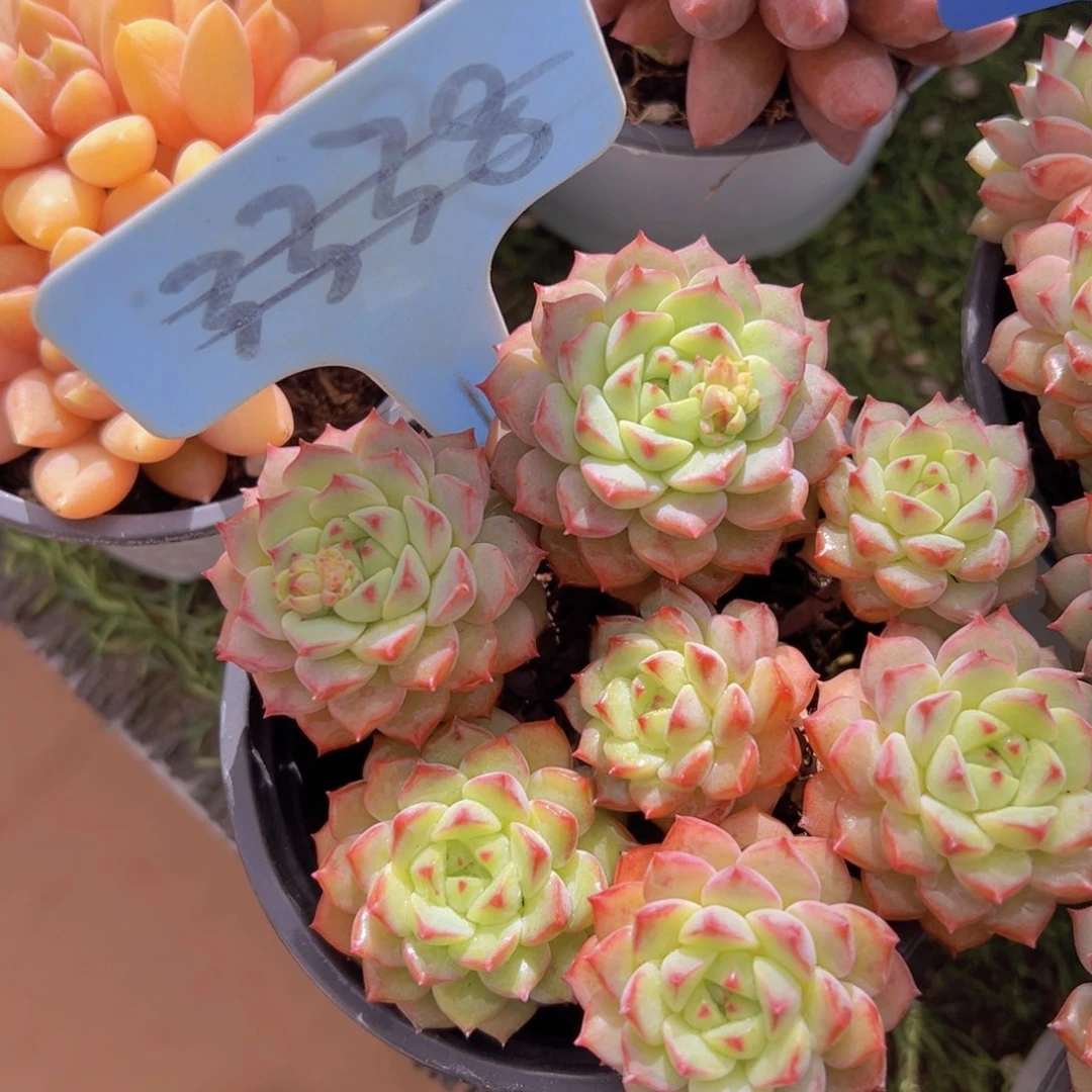 香玉的故事是一个人的故事