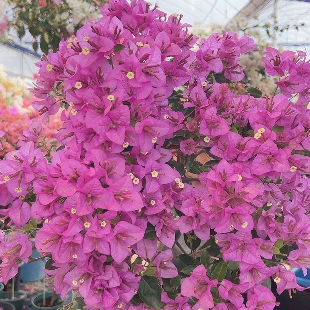 吕***姐大部分花苞少量开放K81巴西紫