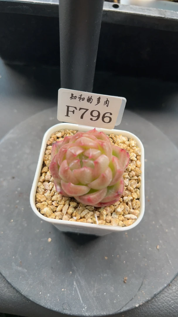 知和的多肉F796专拍链接