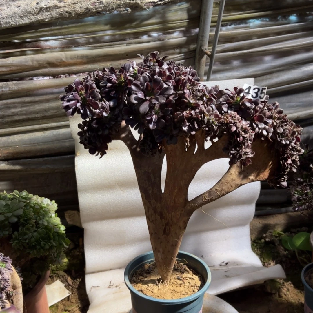 欧紫朵朵缀435高度40厘米