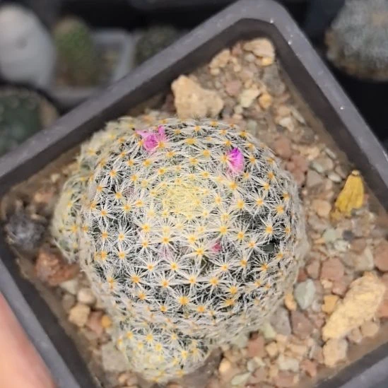 明星直径5不带盆土