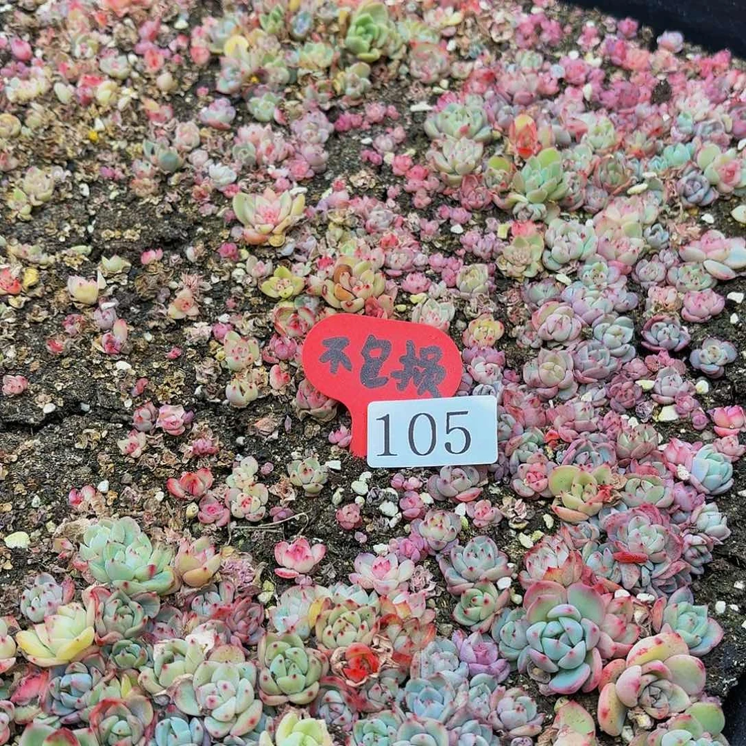 多肉植物多肉植物105