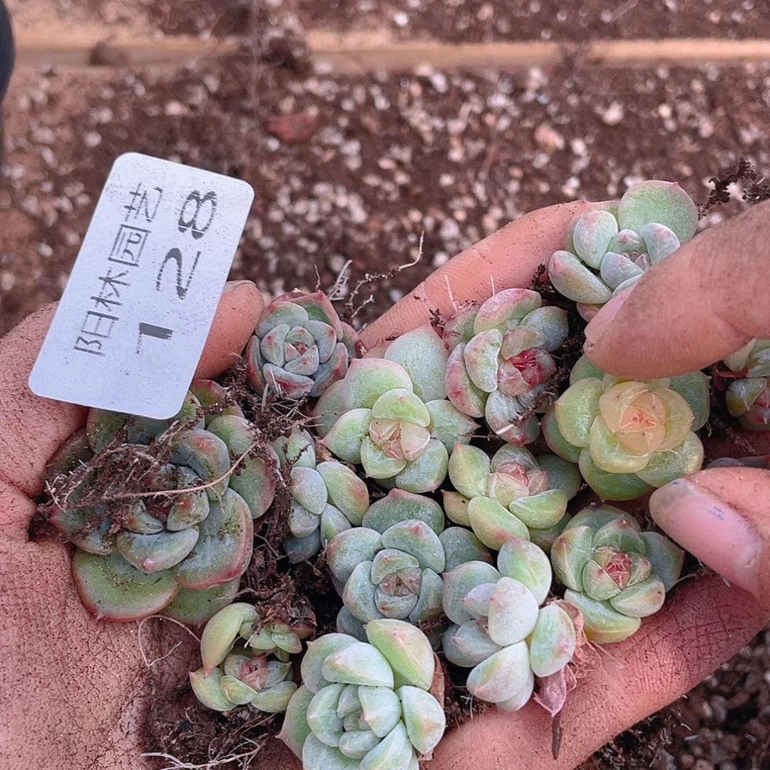有***绥多肉植物多肉植物128