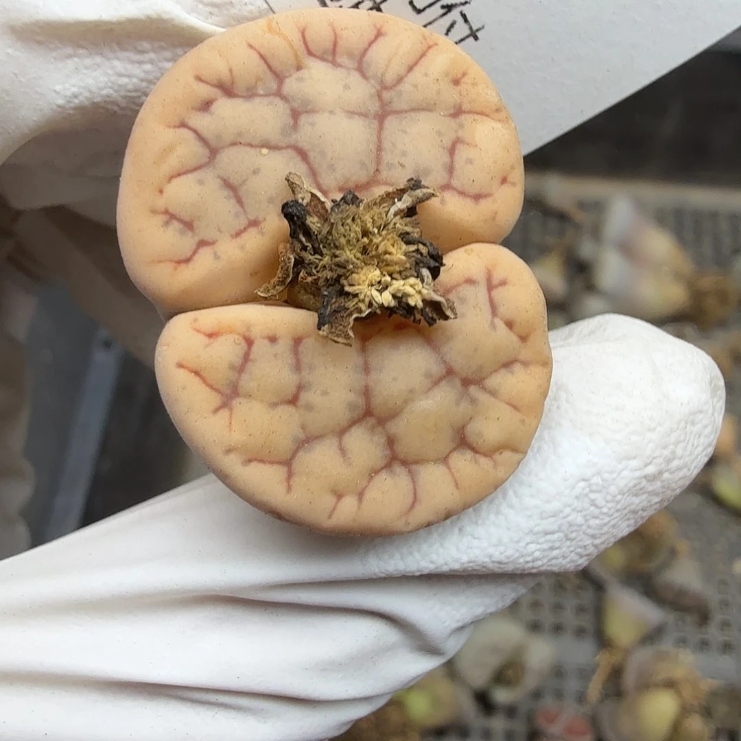 好喜欢看肖蘸在线采访笑557不