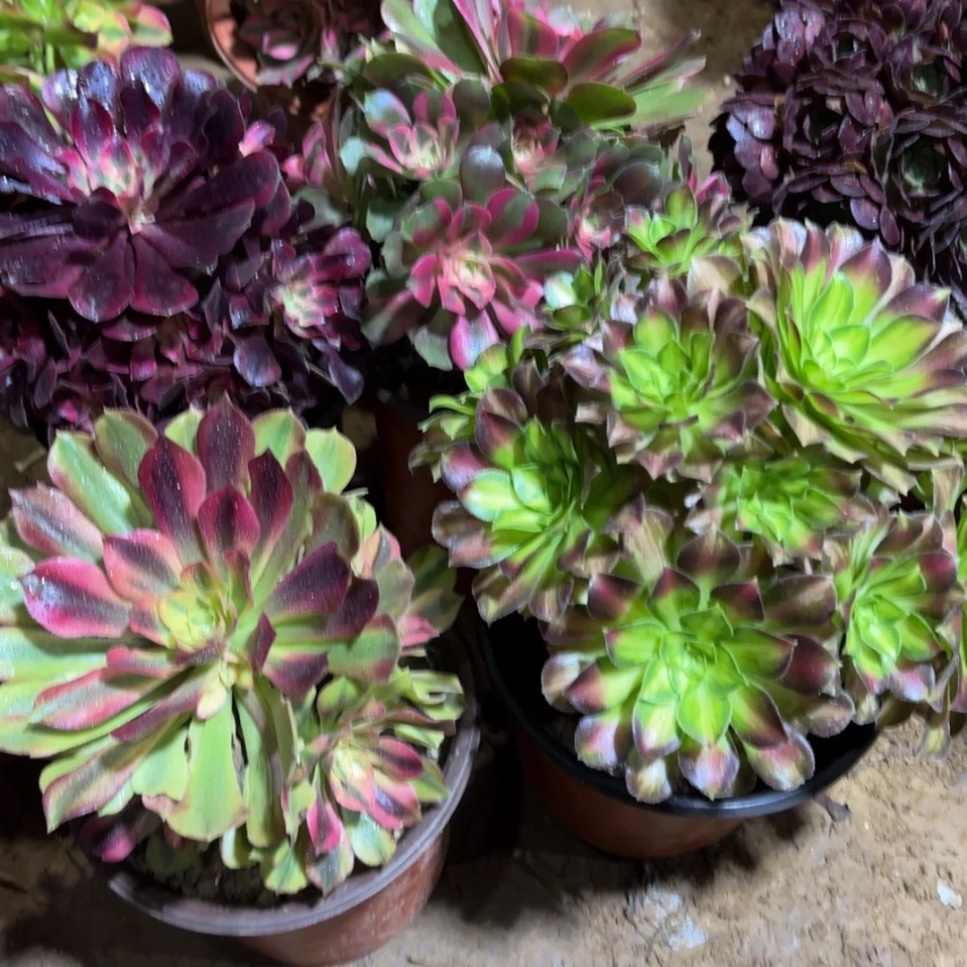 洛神韶华组合18.8