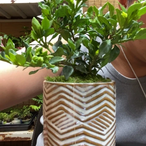 红陶窜****奇一物一拍所见即所得48