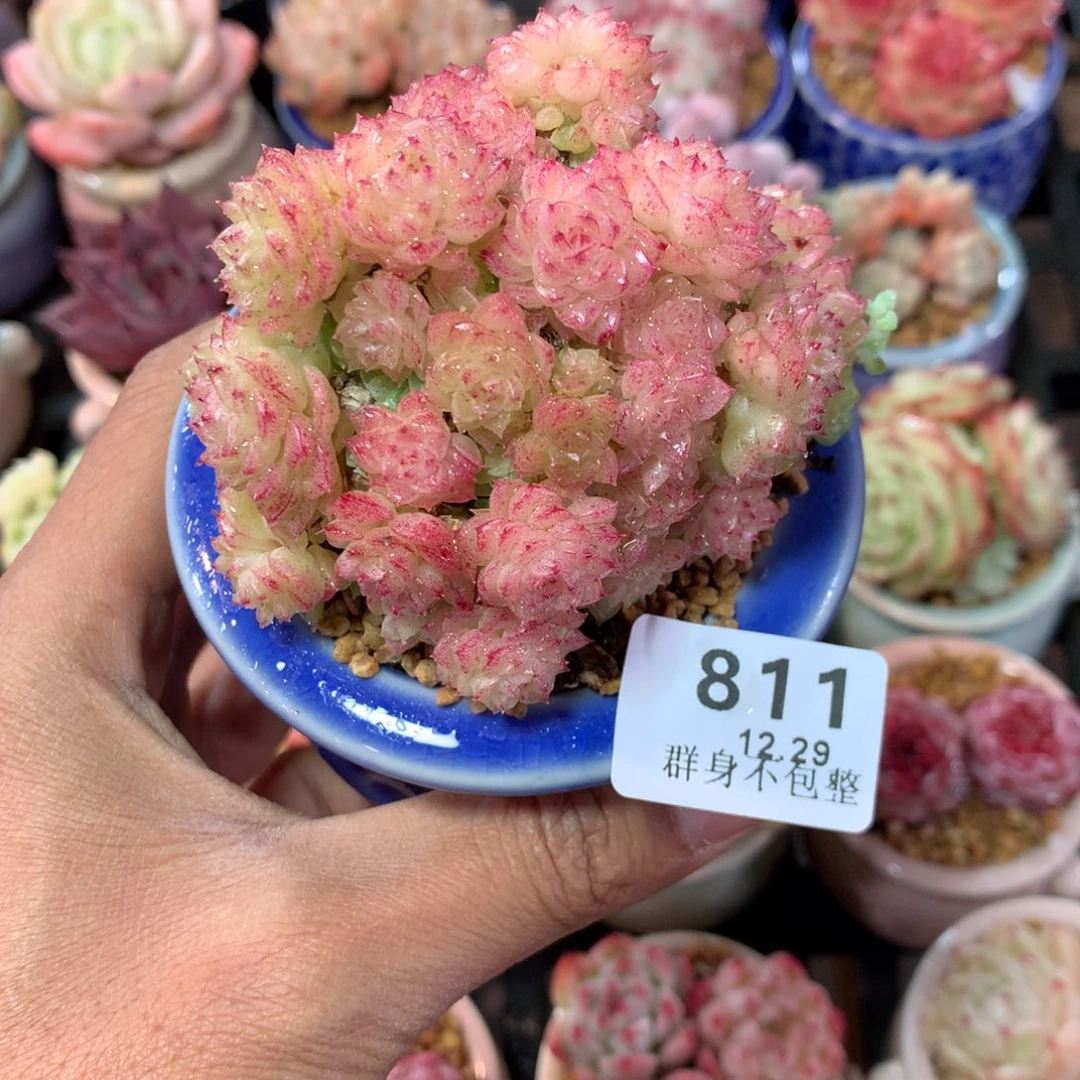 精控拇指盆12.29811