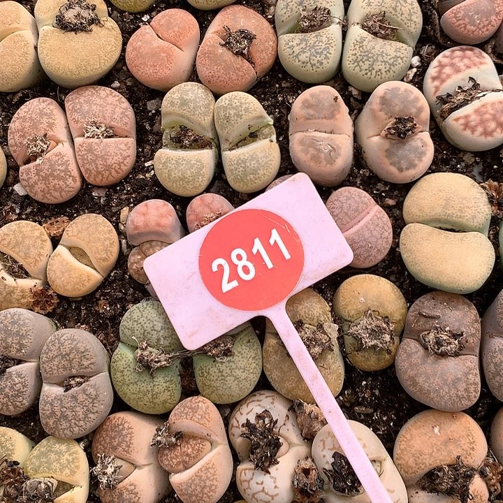 一箭之遥非常好看