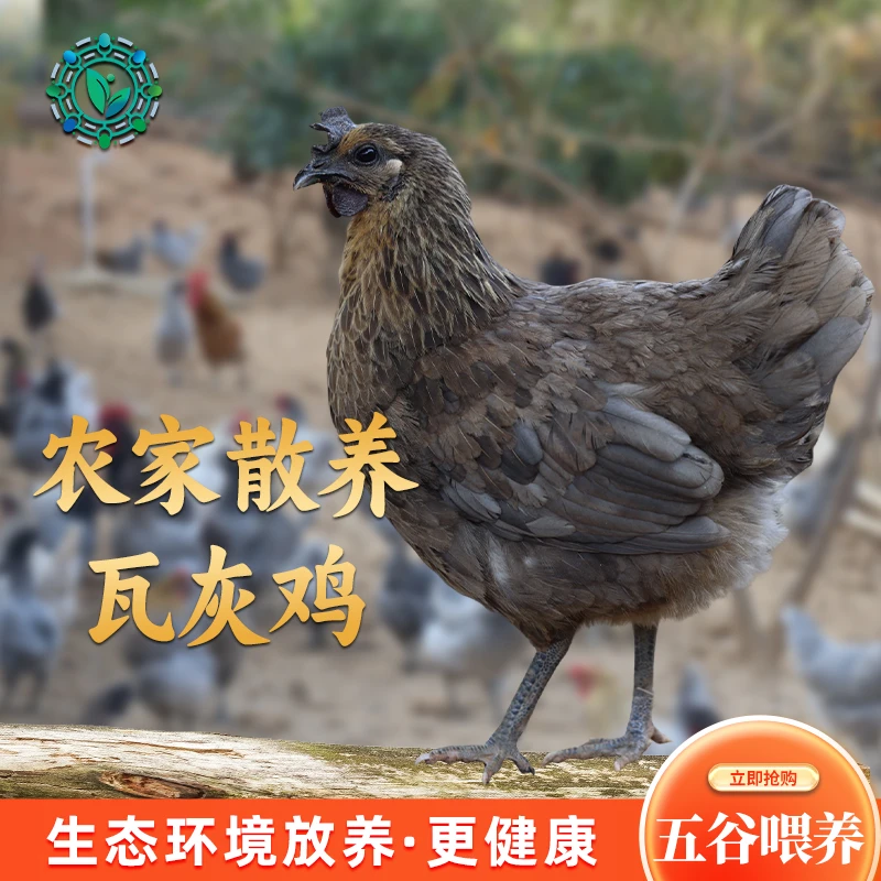 安义农家散养土鸡瓦灰鸡老母鸡一年以上营养瓦灰鸡林间母鸡