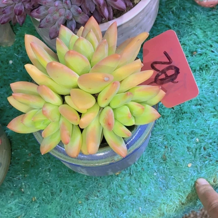 这么大岁数怎么会长