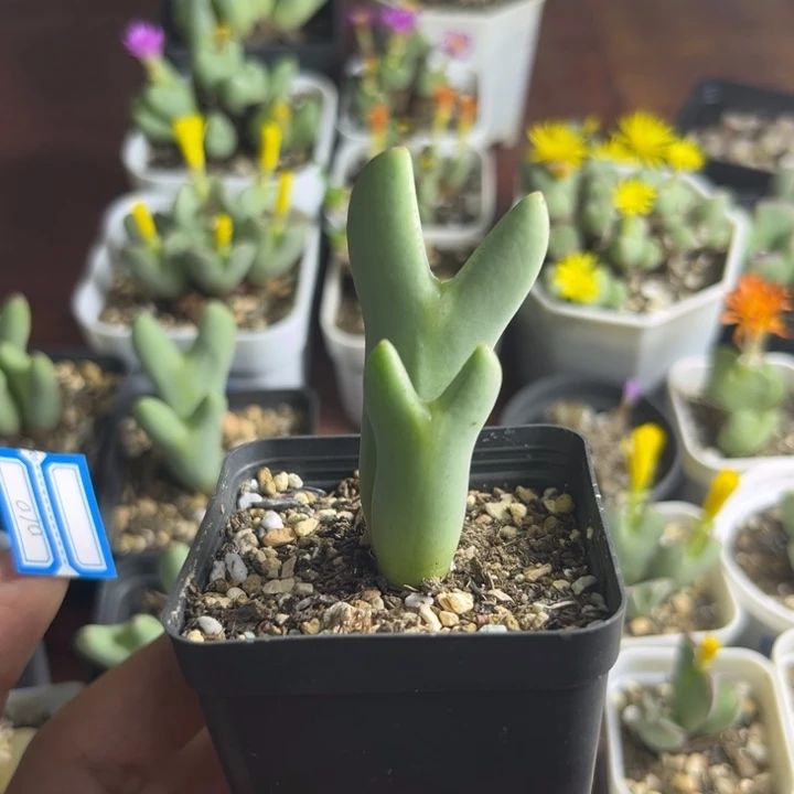 412 皮卡丘少将多肉植物