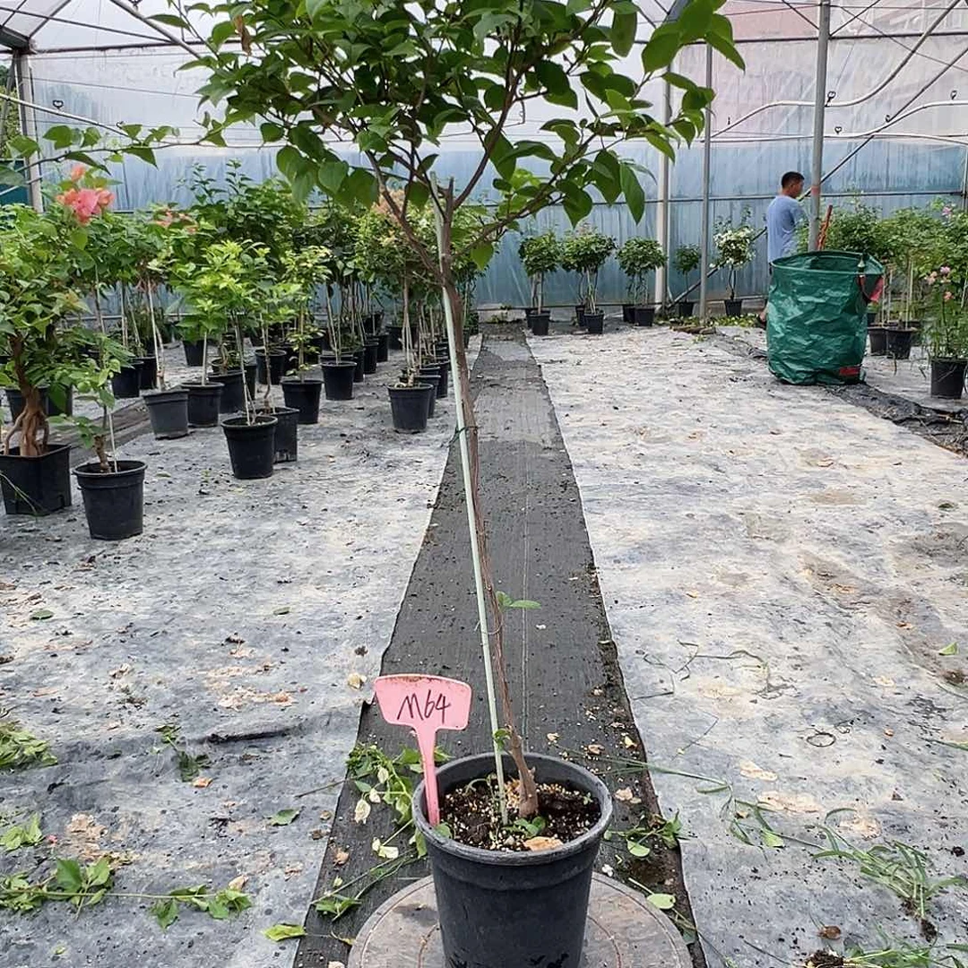 白***林当前无花栽培后可以开花M64苏瓦娜