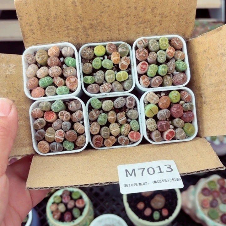 7013零下地区记得拍保温箱满18包邮