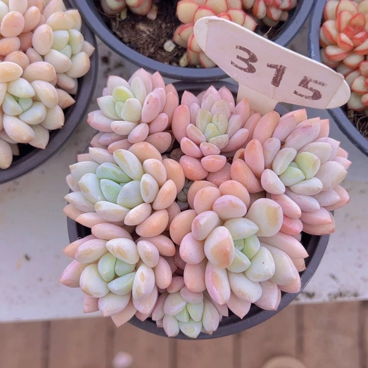 健健康康平平安安