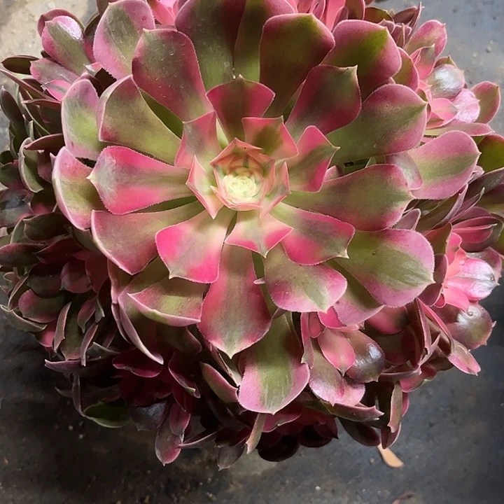 多肉植物香妃锦…………