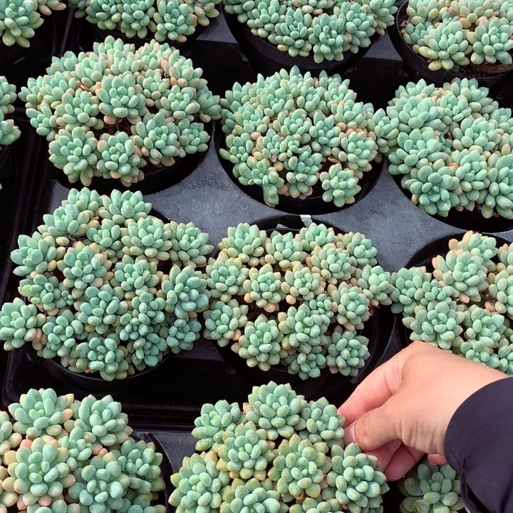 洛可可。
