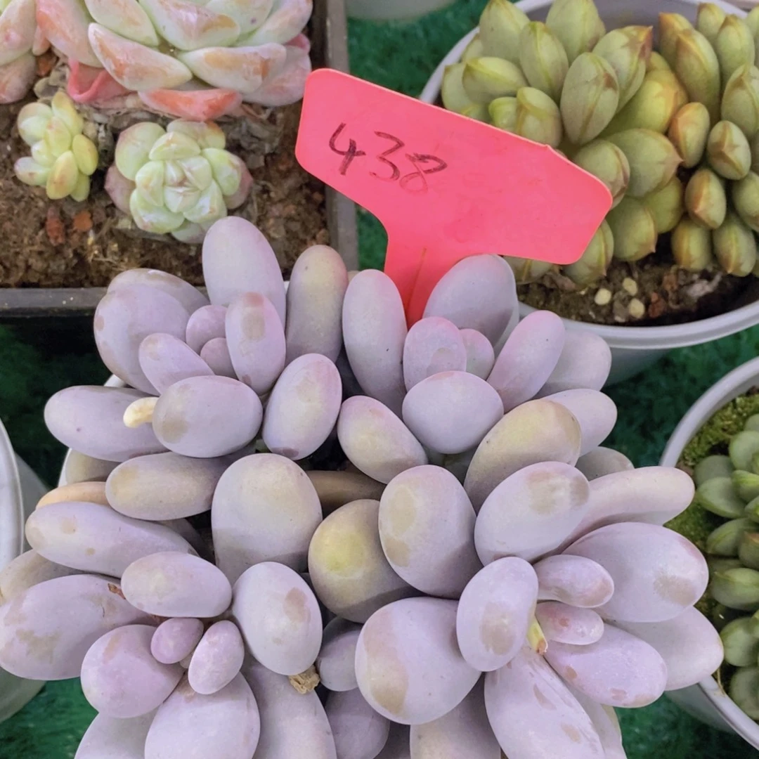 多肉植物，一物一拍，第5场