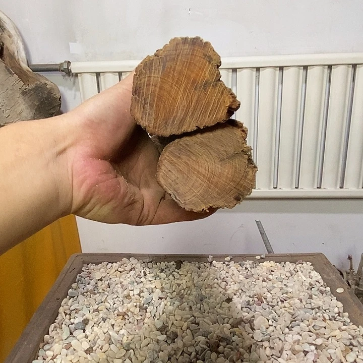 碧***。柏木崖柏天然艺术根雕