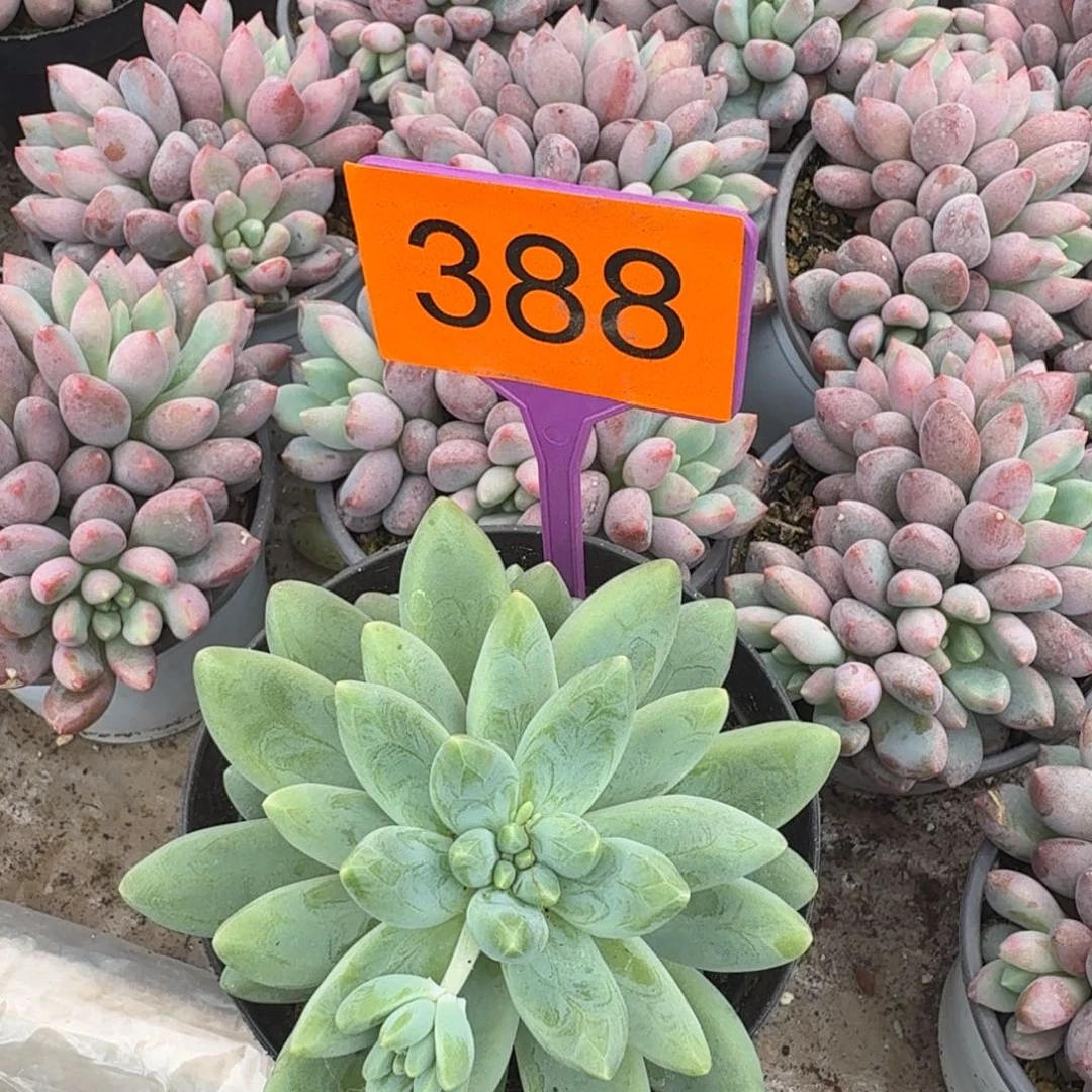 黄***司多肉植物啊蒂斯托388