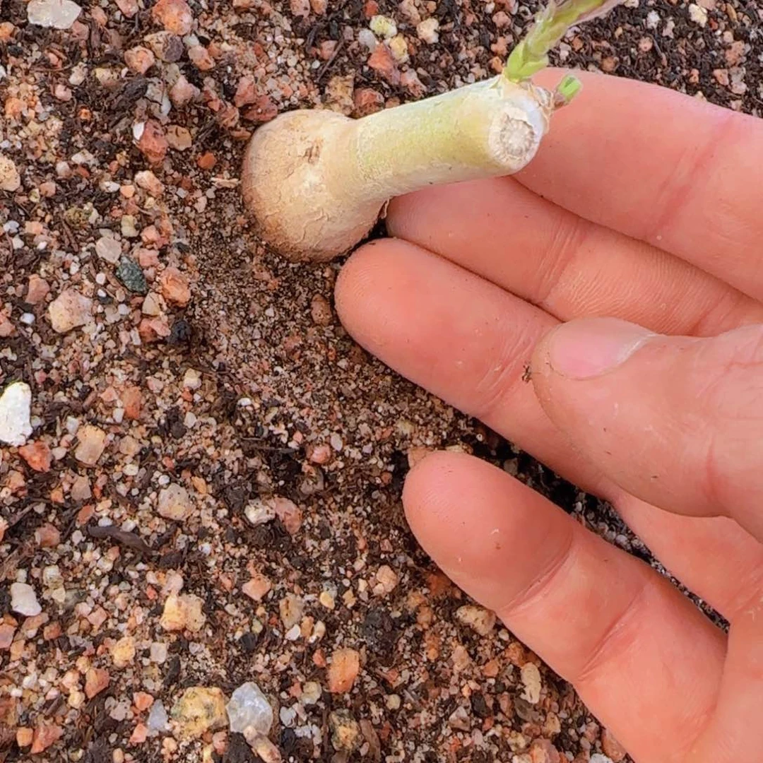 小***羊块根植物块根植物