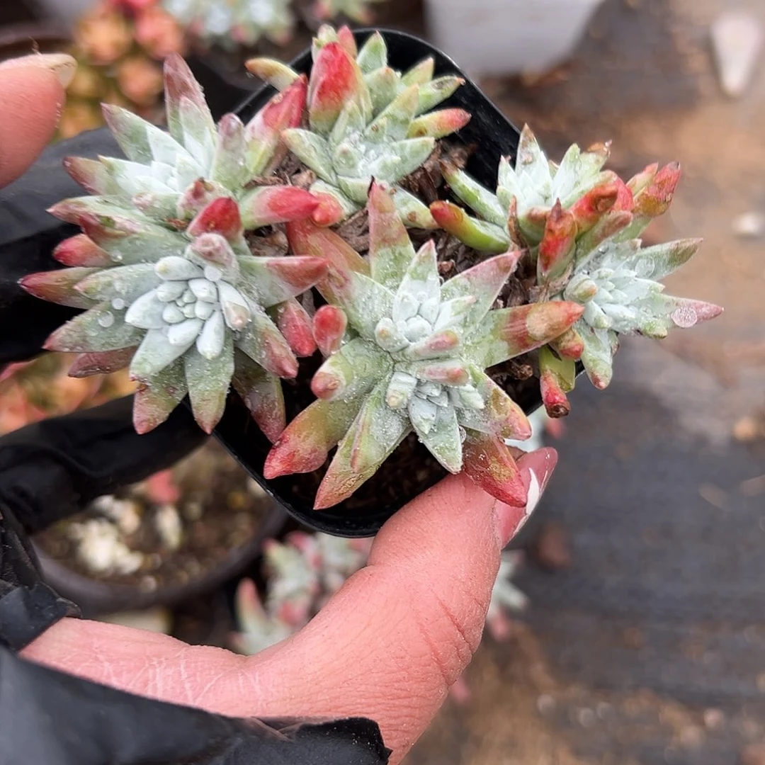 多肉植物白菊老庄