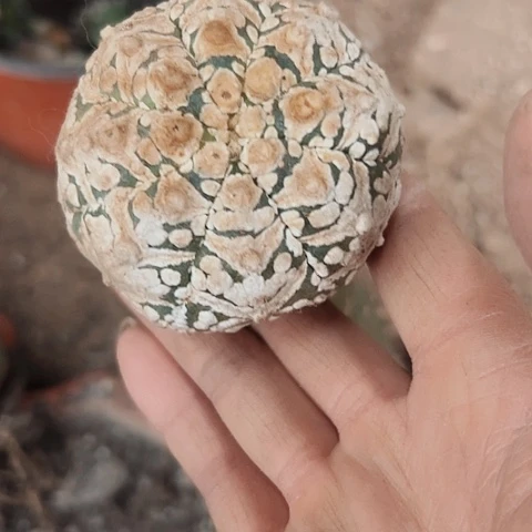 1179处理仙人球嫁接的