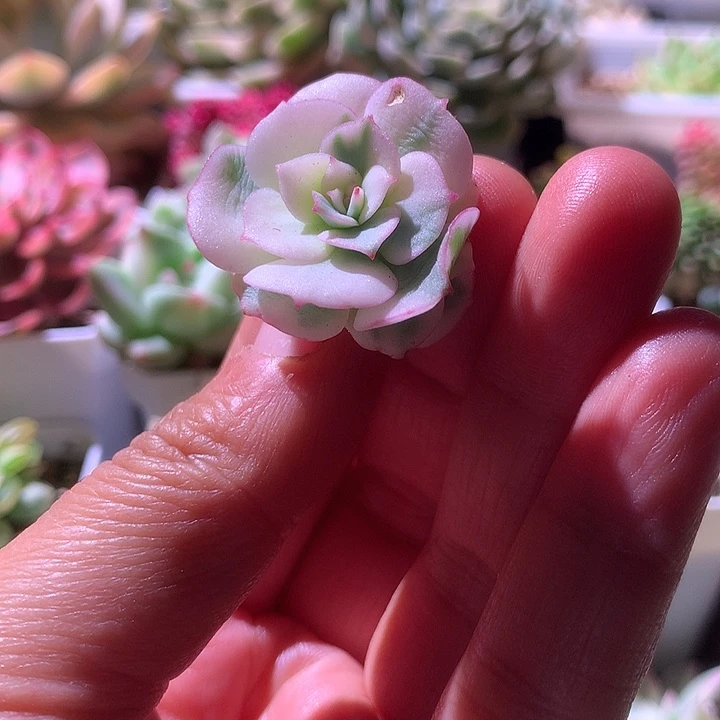 克罗地亚覆轮锦有全锦叶