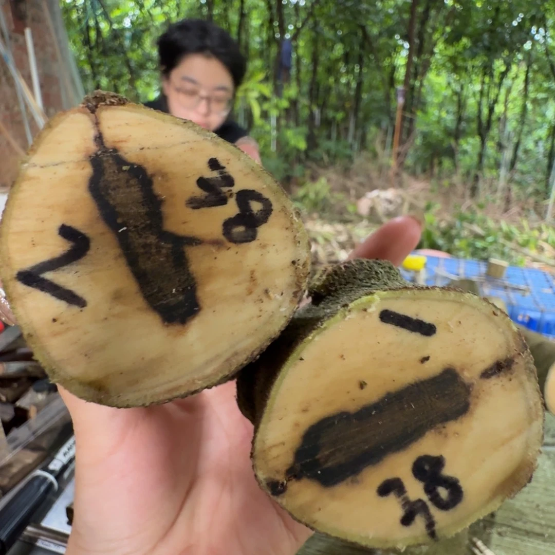 线香奇楠沉香原木