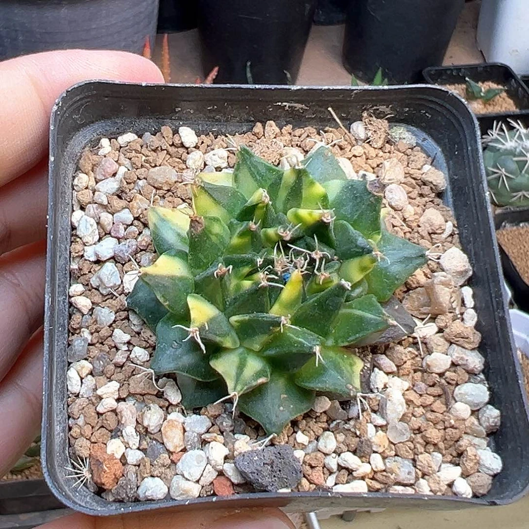 帝冠锦自根带盆发货