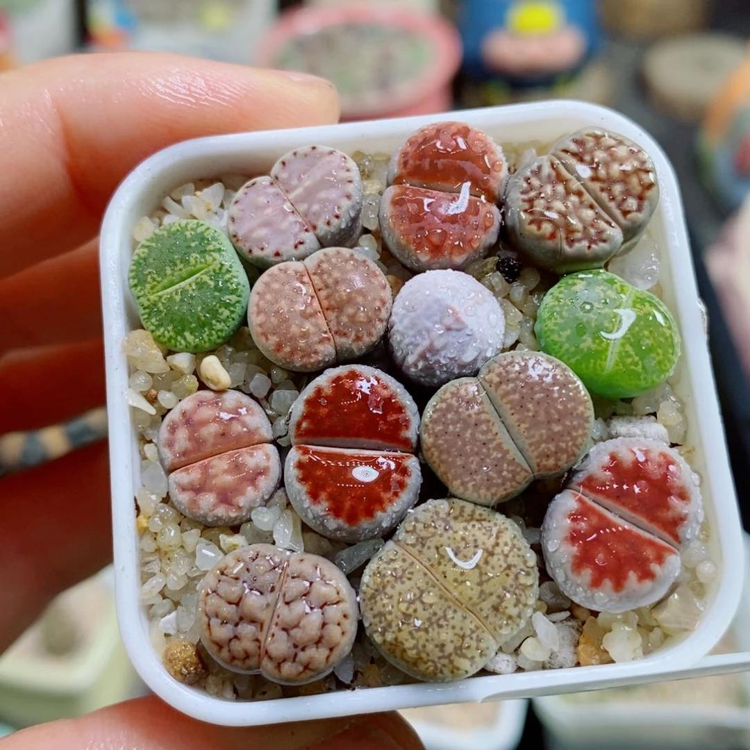 生石花花花花花花花卡757