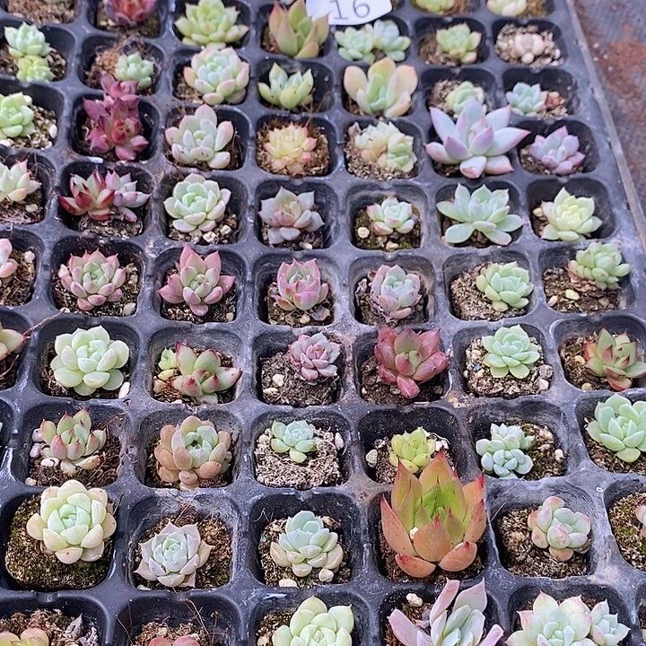 16 多肉植物盆栽花卉