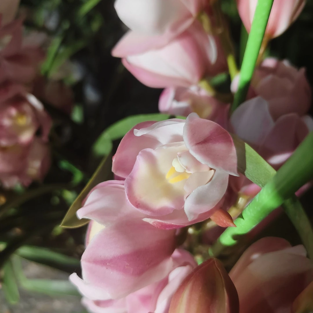 【美梦】浅粉色系大花惠兰