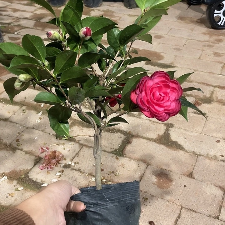 大部分花苞少量开放，六角大红