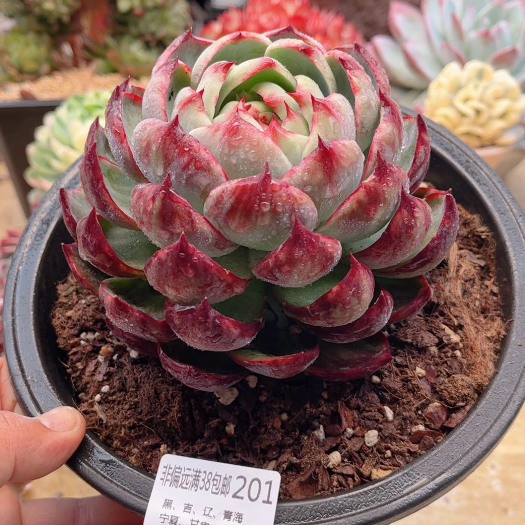 201惊鸿仙子德华多肉