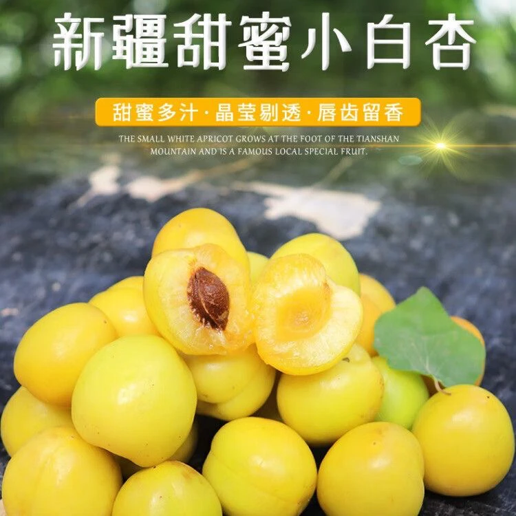 【3斤】轮台小白杏新疆空运发货