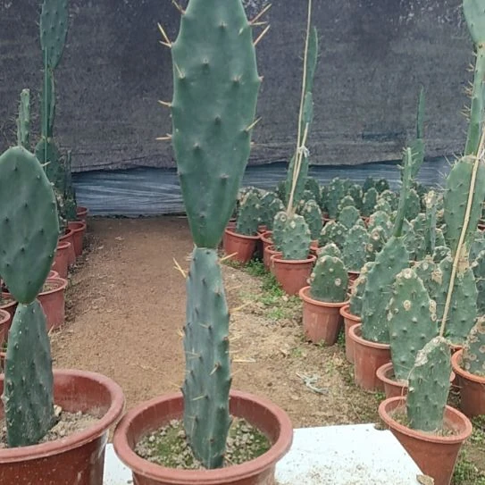 沉***.完全开放黄大刺仙人掌两节一颗