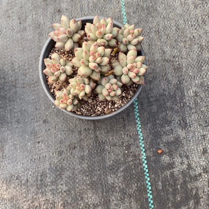 健健康康快乐了了