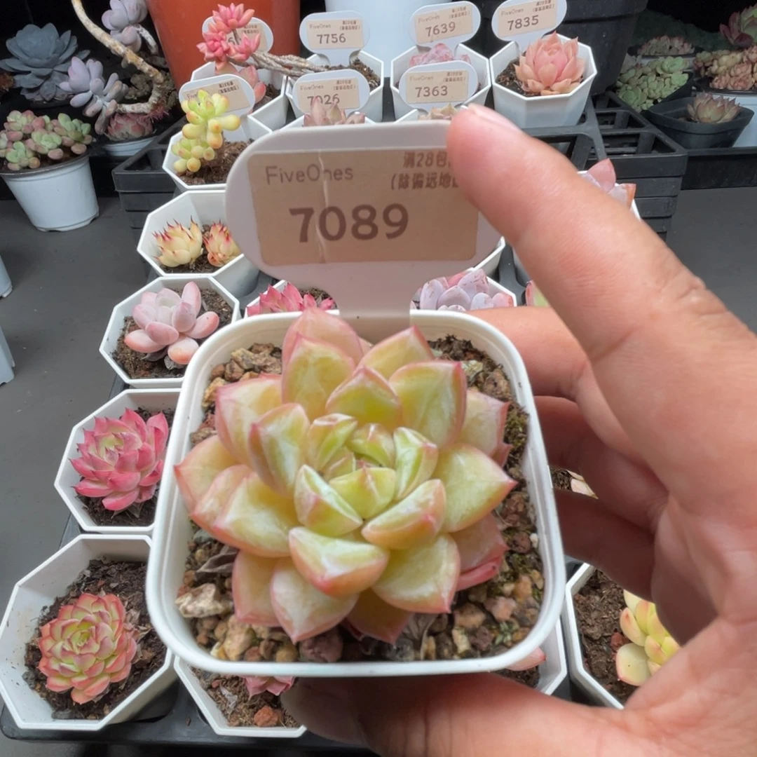 7089新品推荐4.5厘米