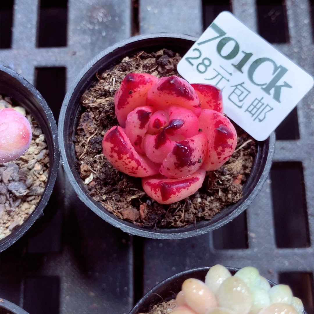 5厘米盆精控多肉701